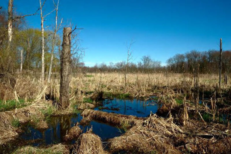 Best Things to do in New Jersey: Great Swamp National Wildlife Refuge