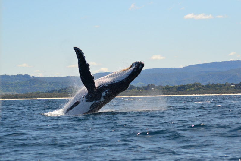 Byron Bay Things to do: Whale and dolphin watching