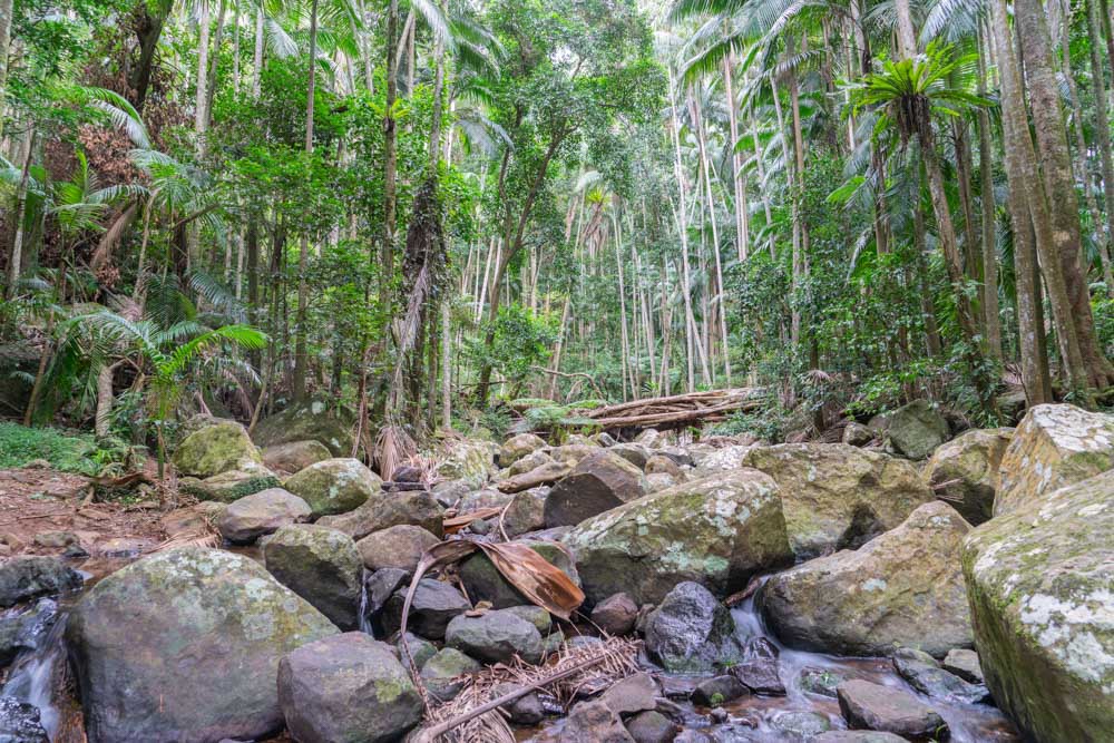 Cool Things to do in Gold Coast: Tamborine Mountain