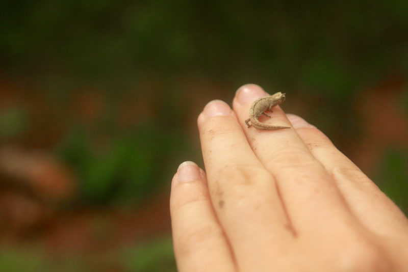 Diego Suarez, Madagascar: Chameleon