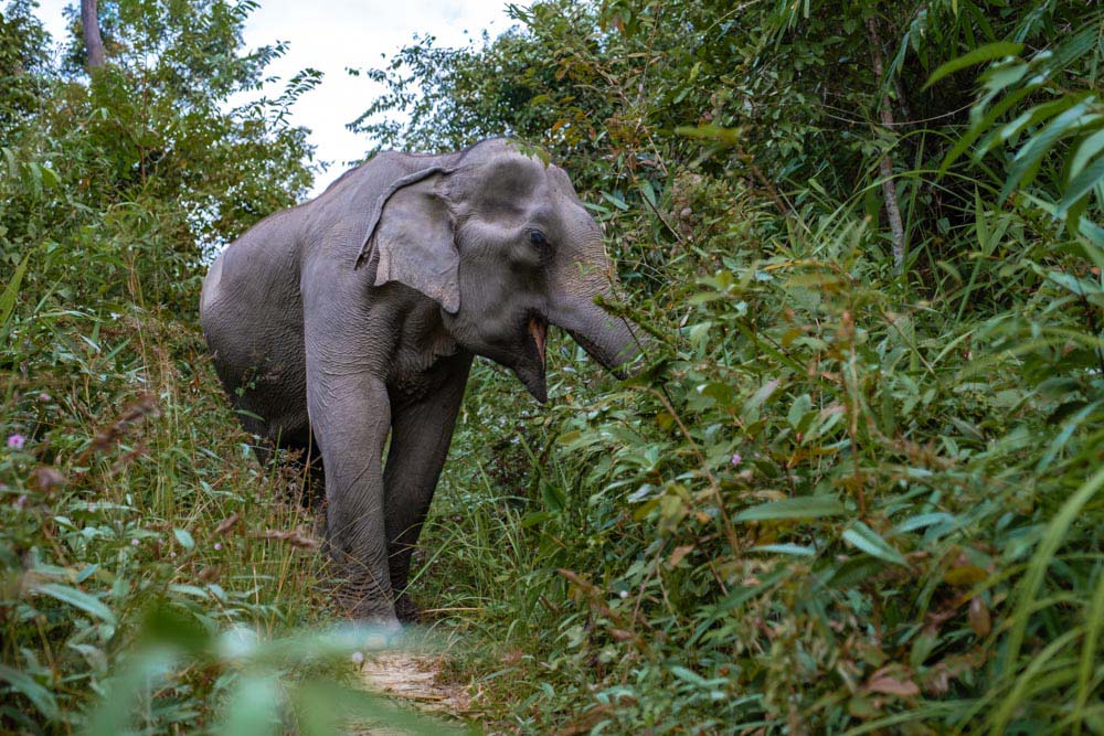 Fun Things to do in Phuket Thailand: Green Elephant Sanctuary Park