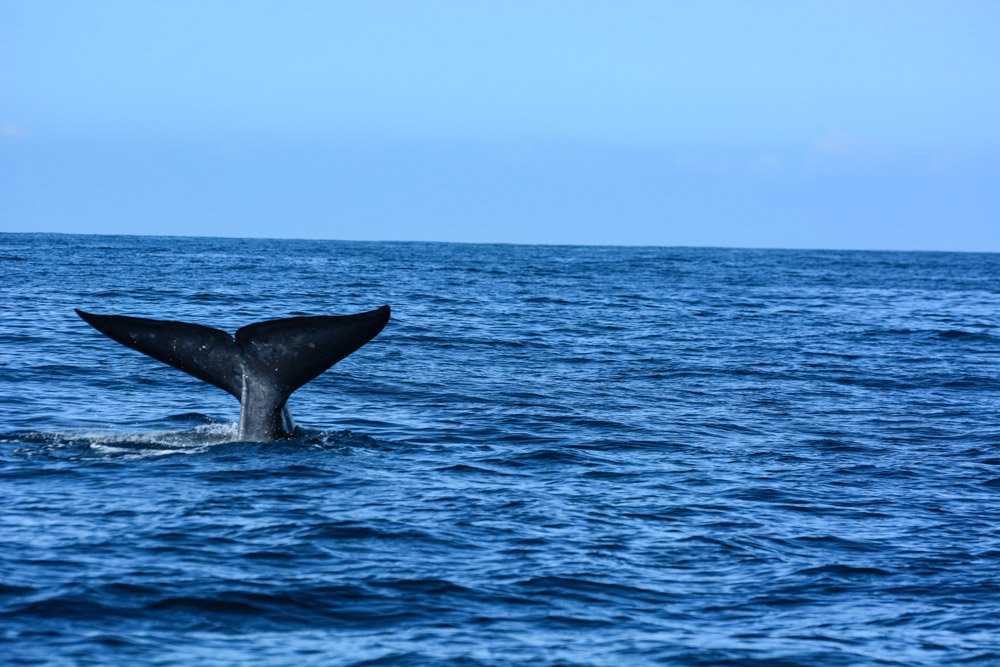 Gold Coast Things to do: Whale Watching Tour