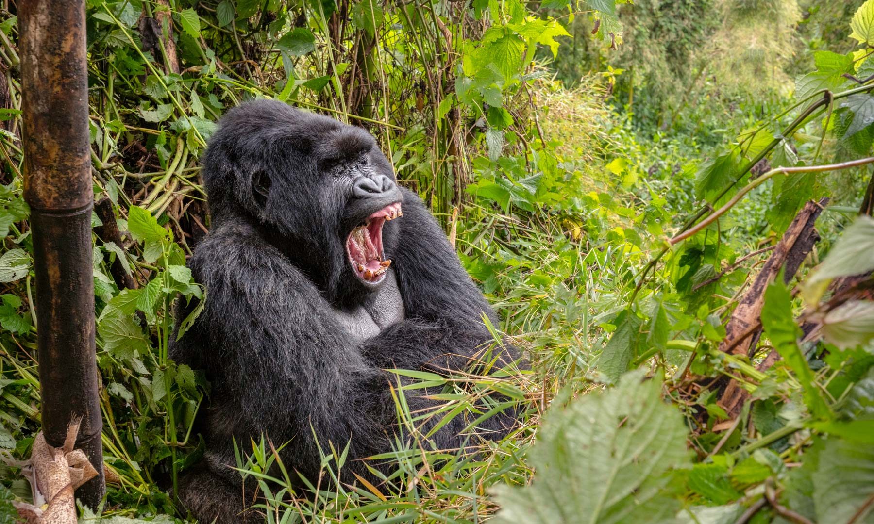 Guide to Gorilla Trekking in Africa