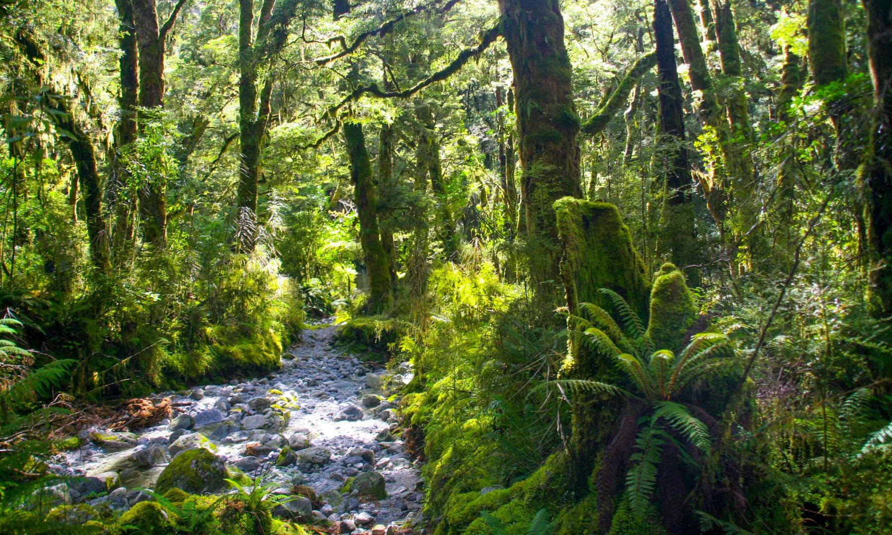 Guide to the Milford Track Great Walk in New Zealand