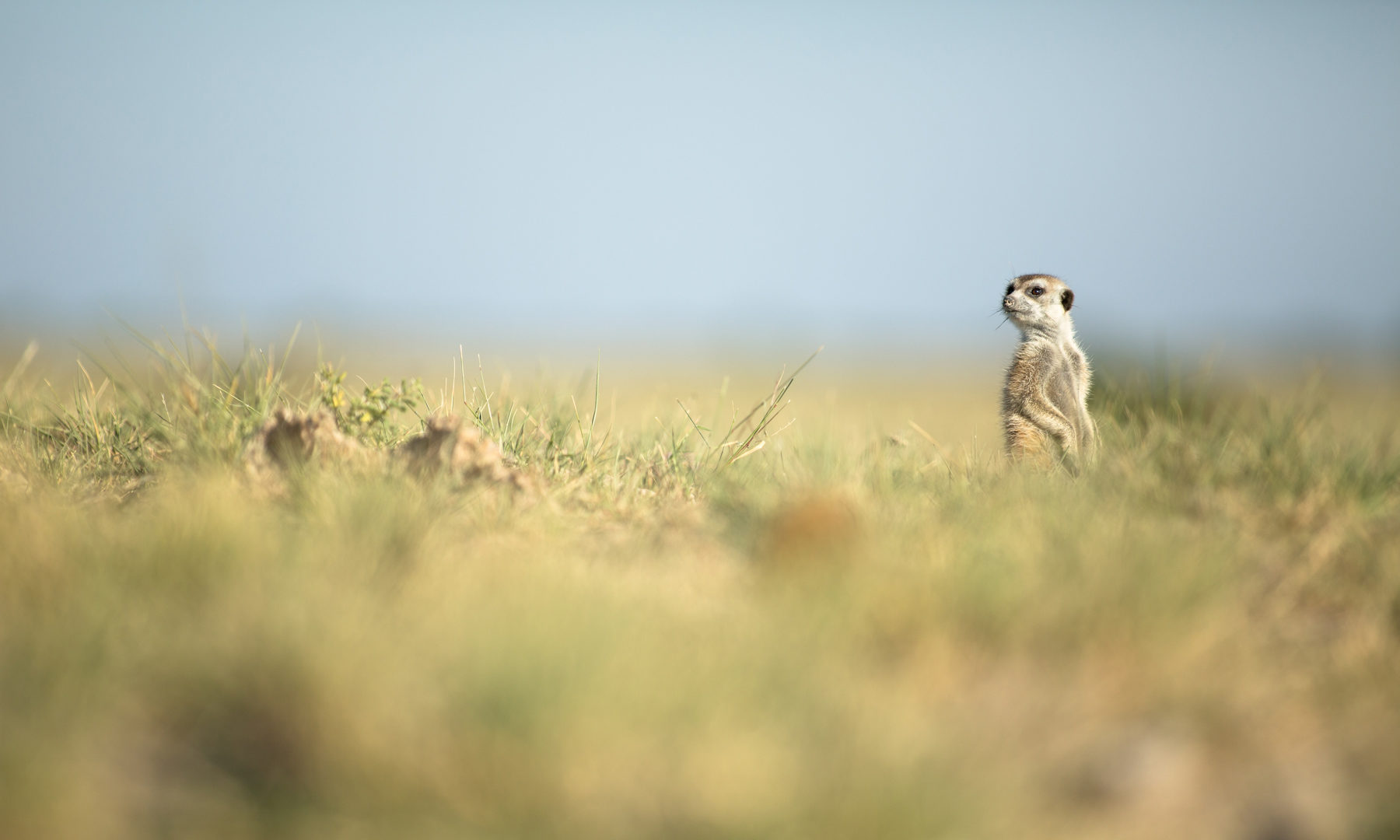 Meerkat Salt Pan Tour Adventure in Botswana
