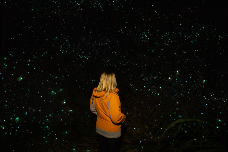 Must do things in Gold Coast: Glowworm Tour