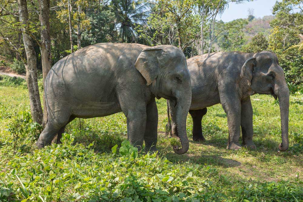 Must do things in Phuket Thailand: Green Elephant Sanctuary Park