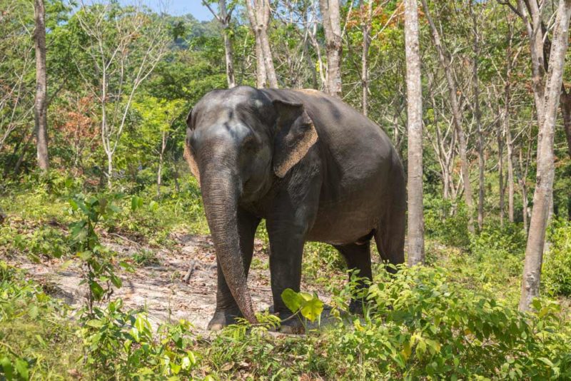 Phuket Thailand Bucket List: Green Elephant Sanctuary Park