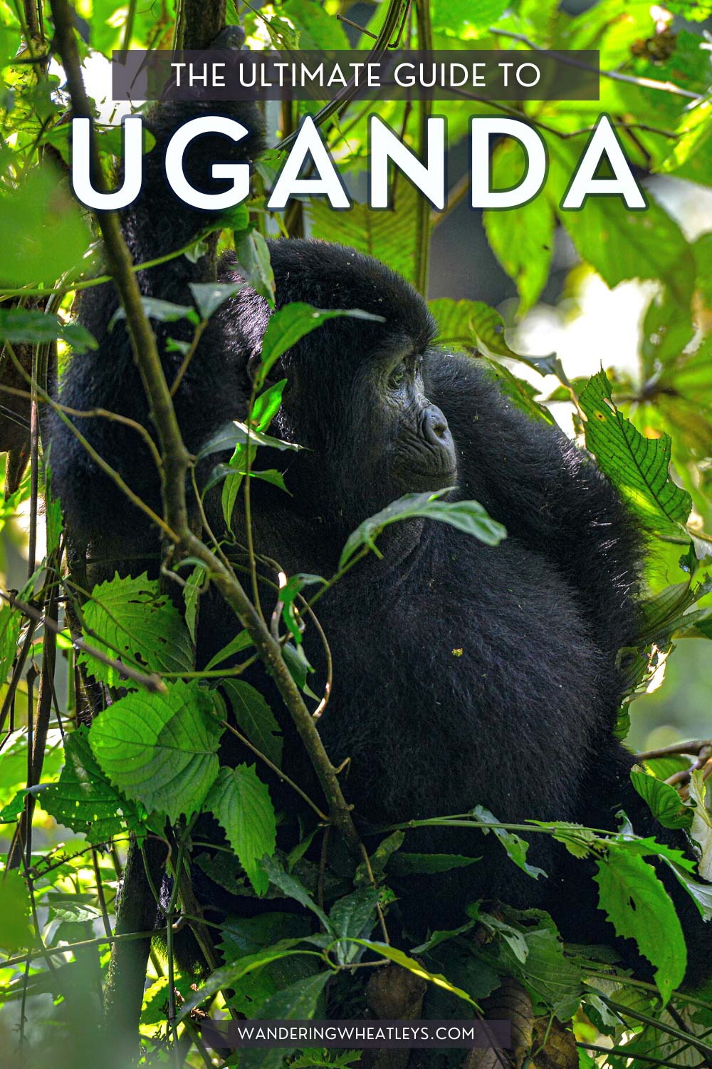 Ultimate Uganda Travel Guide.