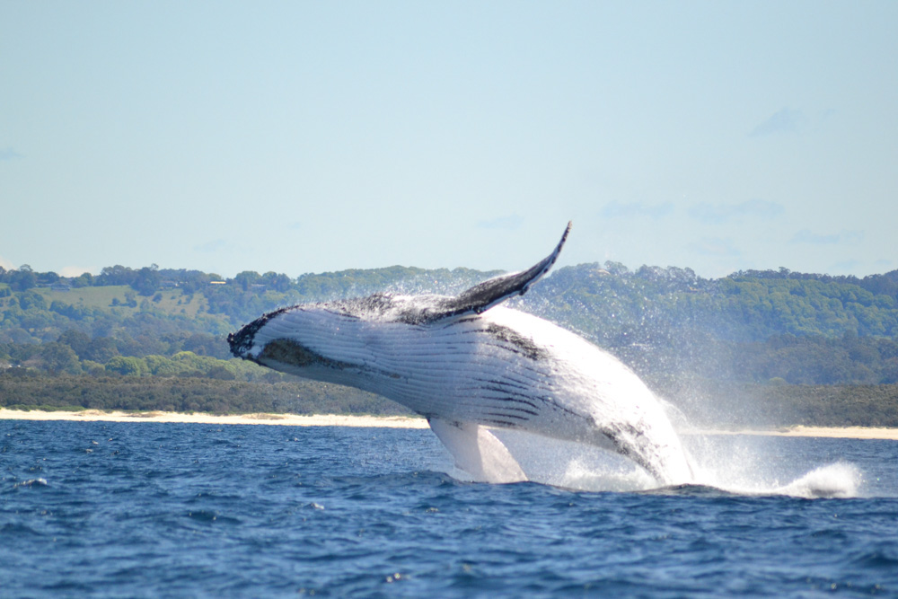 What to do in Byron Bay: Whale and dolphin watching