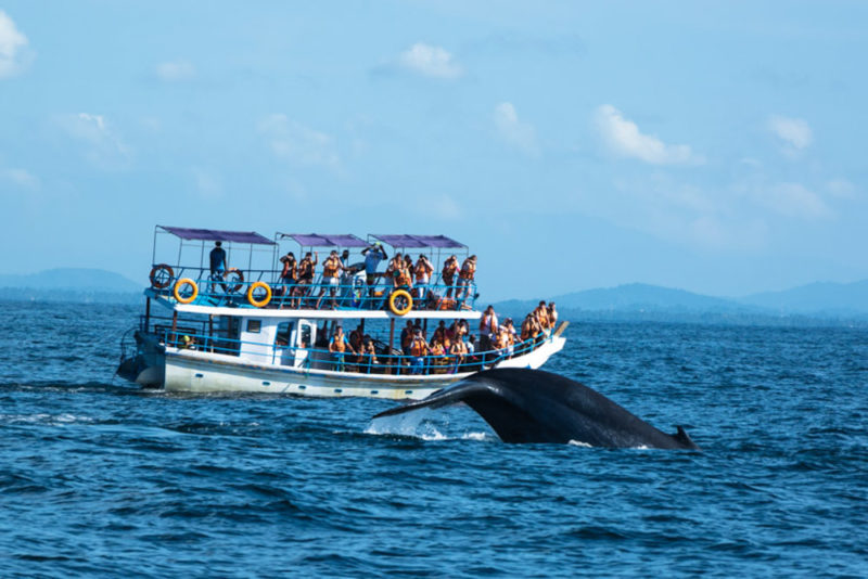 What to do in Gold Coast: Whale Watching Tour