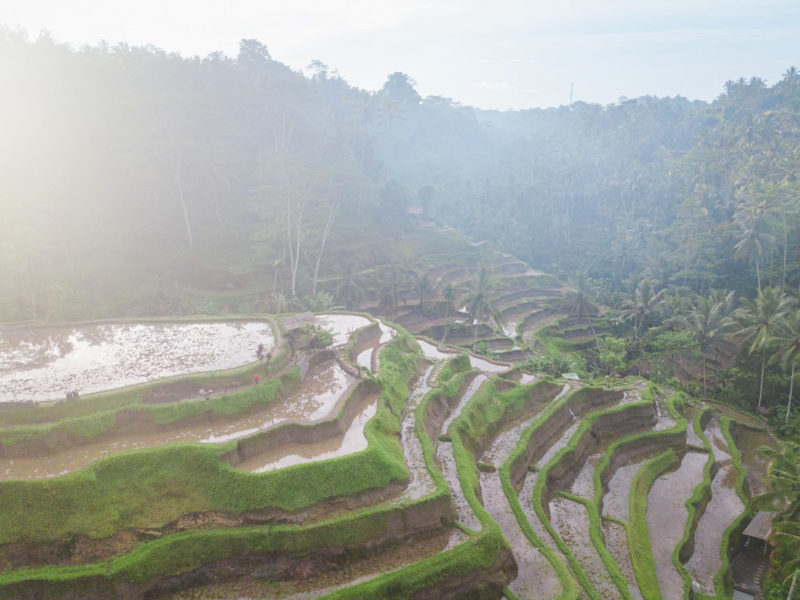 What to do in Ubud, Bali: Tegallalang