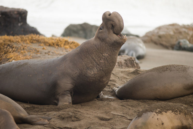 Best Things to do in Big Sur, California: Elephant Seals in San Simeon
