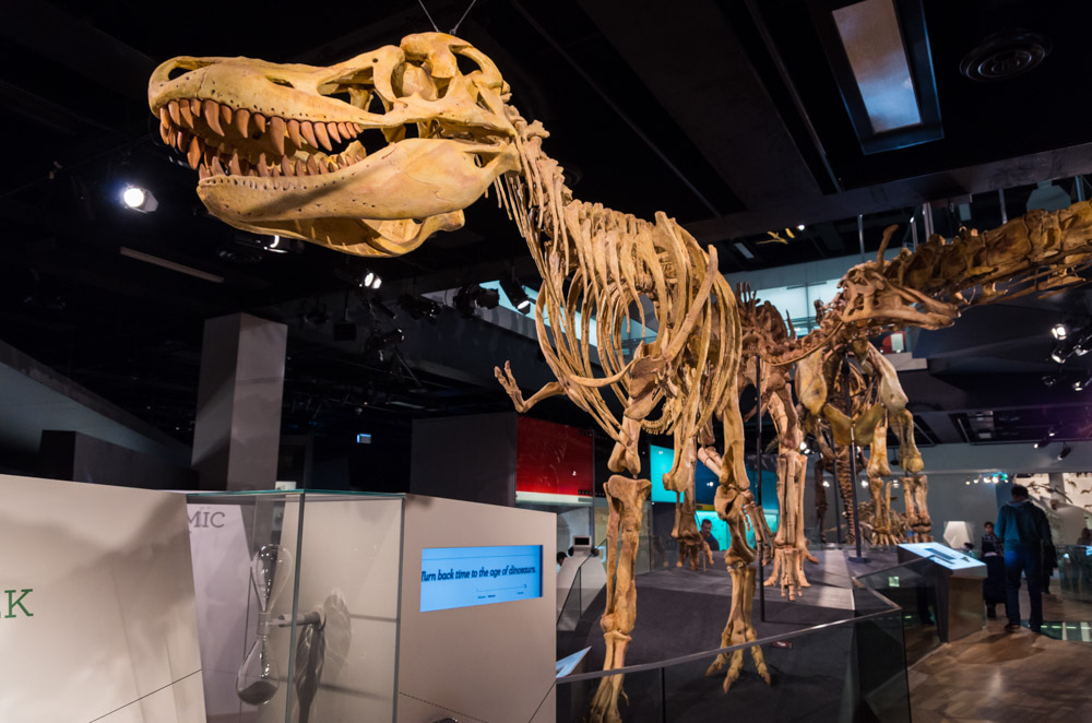 Best Things to do in Melbourne: Melbourne Museum