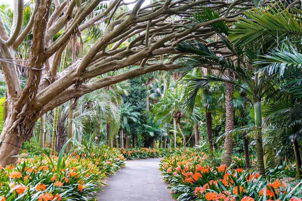 Best Things to do in Sydney: Royal Botanic Garden