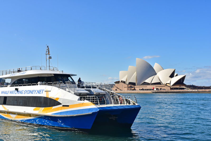 Best Things to do in Sydney: Whale watch