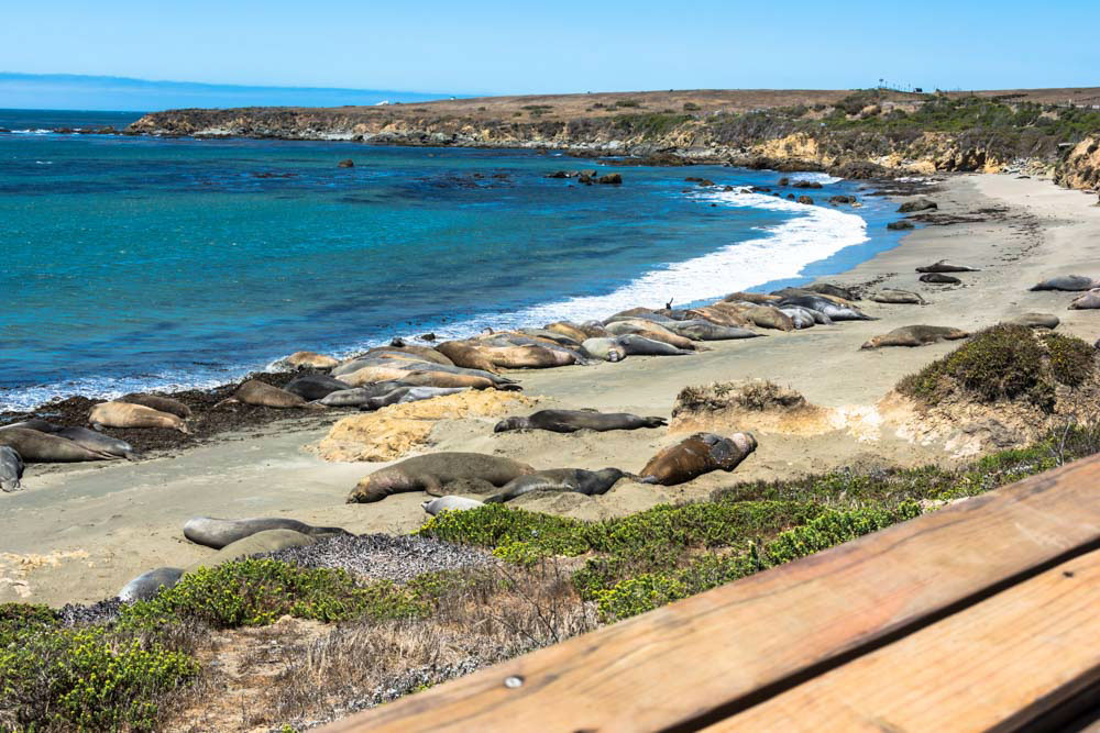 Big Sur, California Things to do: Elephant Seals in San Simeon