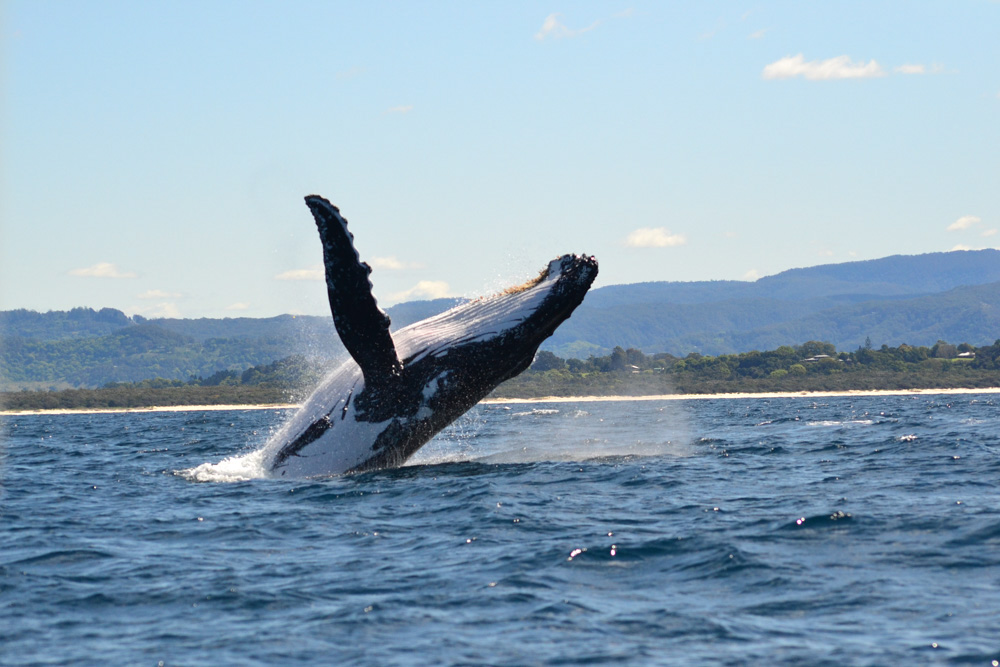 Cool Things to do in Sydney: Whale watch