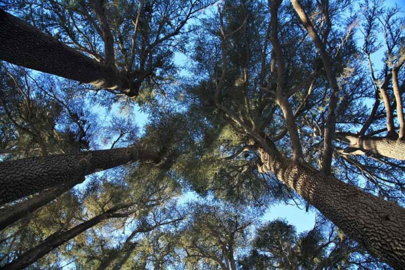 Highlights of Lebanon: Cedars Groves