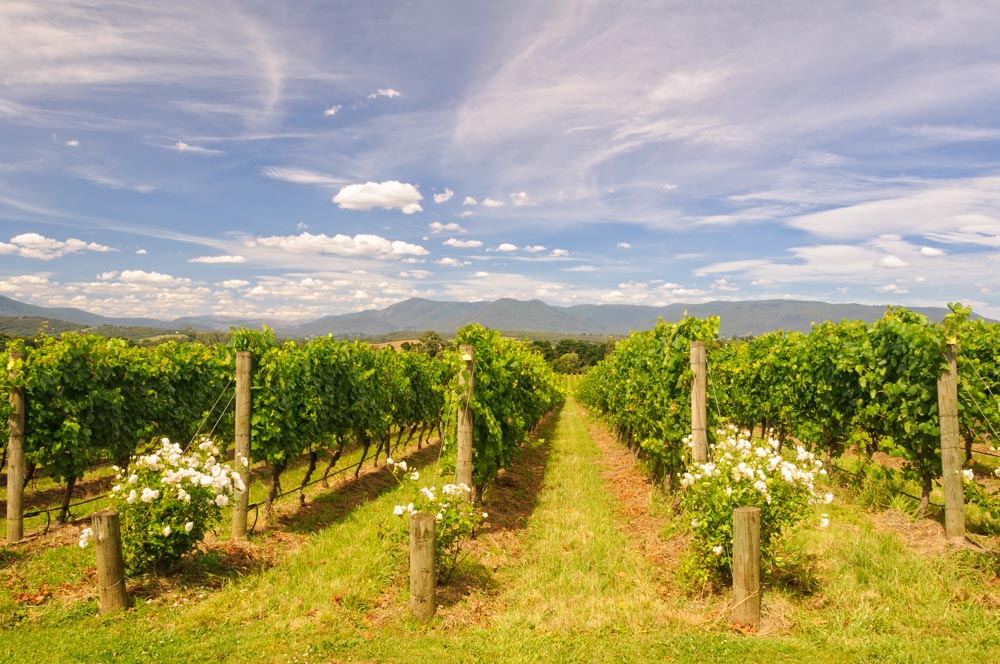 Must do Things in Melbourne: Yarra Valley