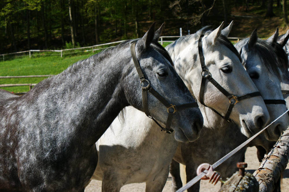 Must do things in Slovenia: Lipica Stud Farm