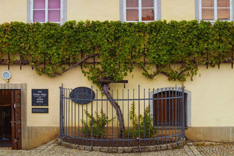 Must do things in Slovenia: Oldest Grape Vine