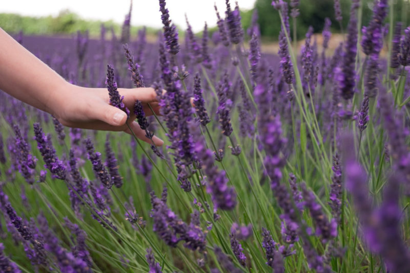 Unique Things to do in Croatia: Lavender Fields