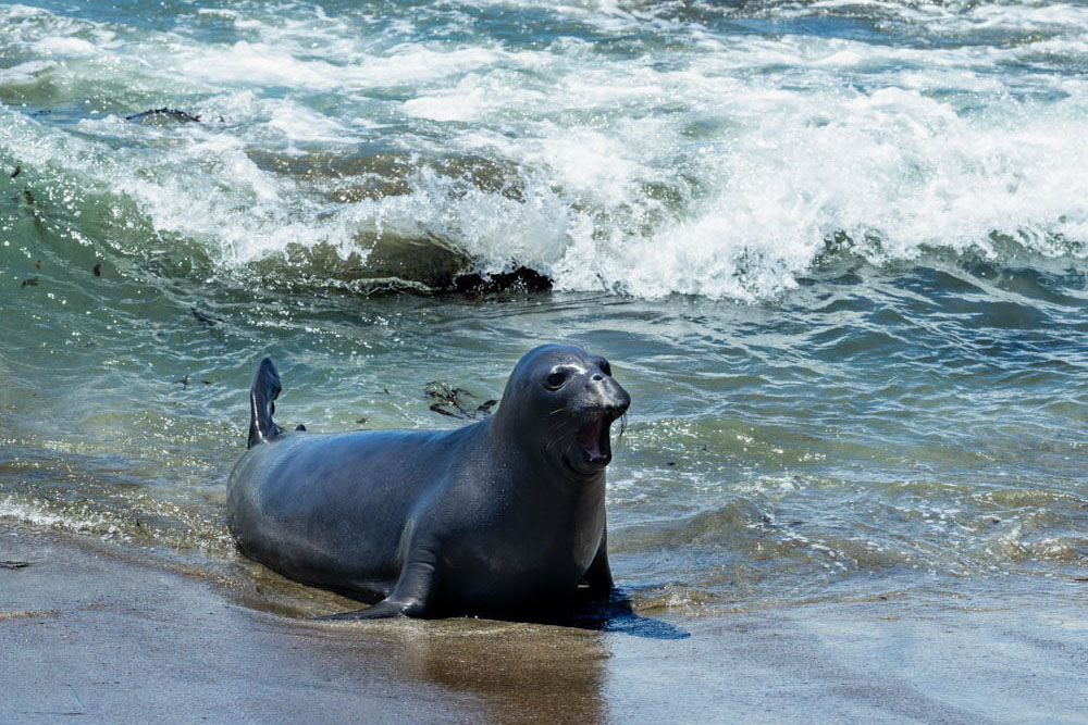 What to do in Big Sur, California: Elephant Seals in San Simeon