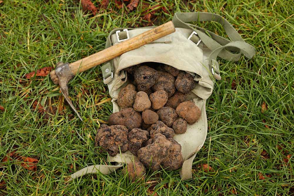 What to do in Croatia: Hunt for Truffles