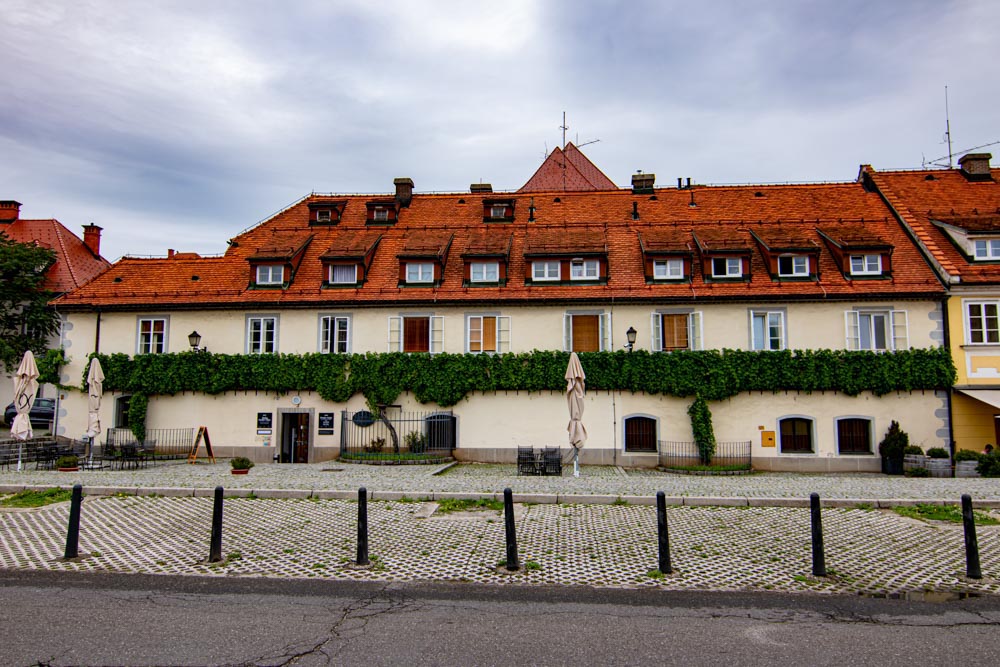 What to do in Slovenia: Oldest Grape Vine