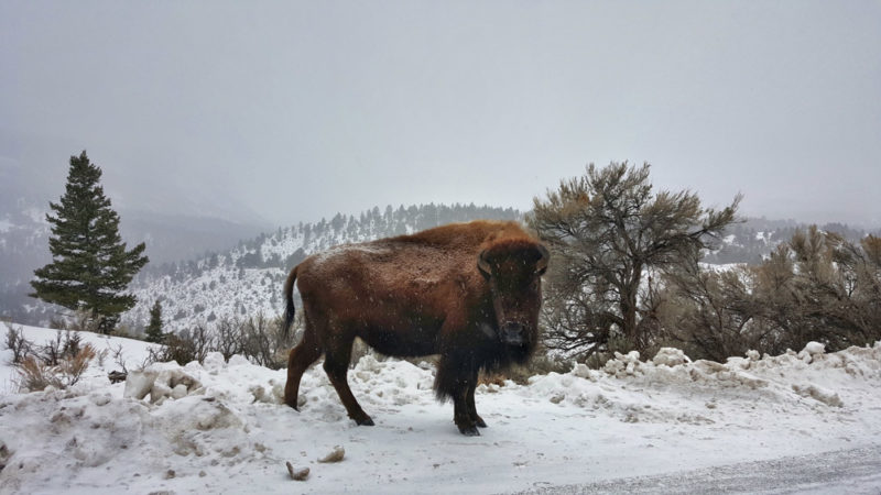 Winter in Yellowstone: Bison