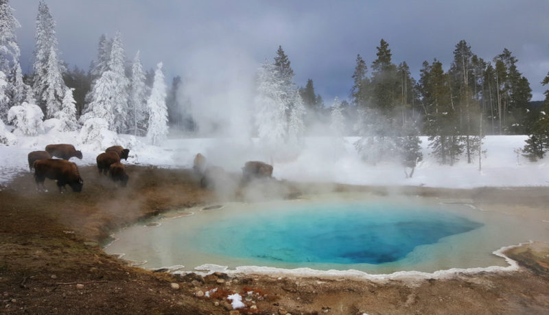 Yellowstone National Park in the Winter: Sulfur Springs