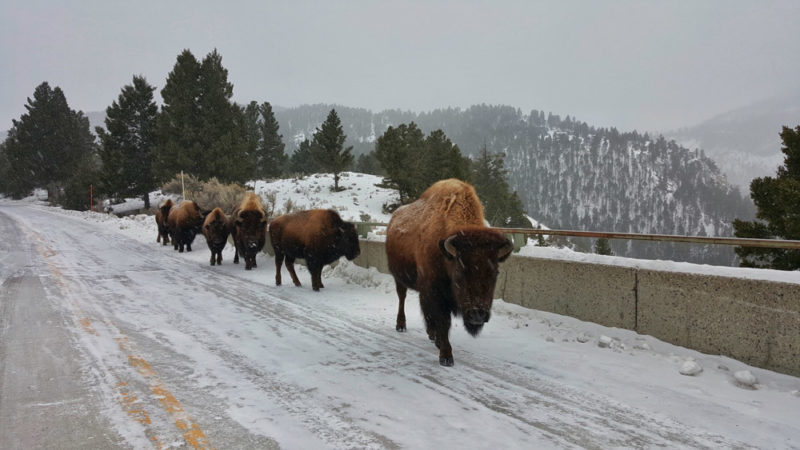 Yellowstone NP Winter Activities: Bison