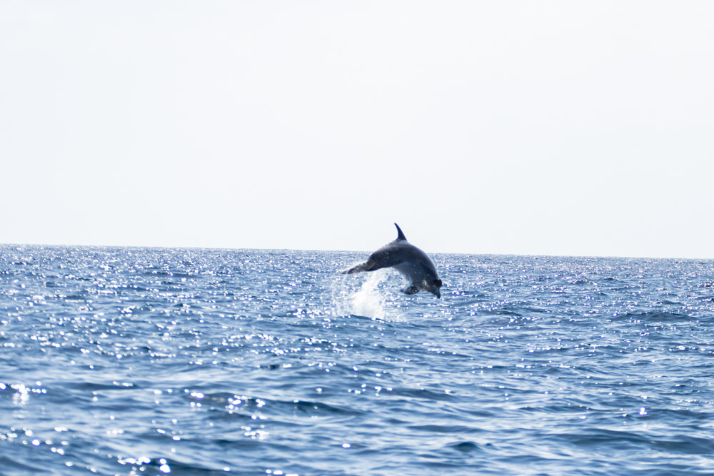 Best Things to do in Auckland: Whale Watching In The Hauraki Gulf