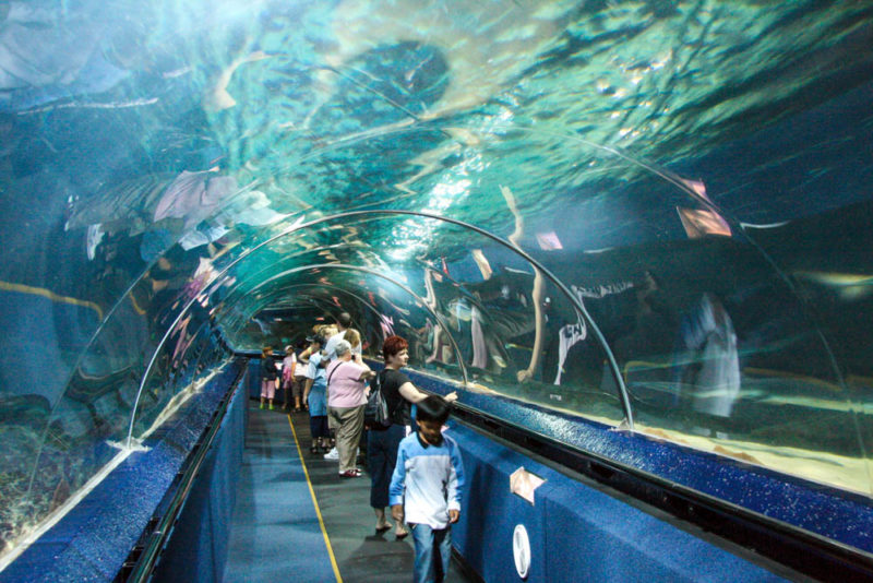 Cool Things to do in Auckland: SEA LIFE Aquarium