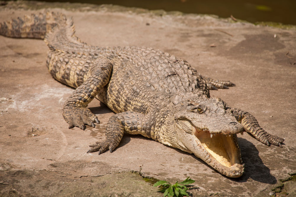 Cool Things to do in Baton Rouge, Louisiana: Baton Rouge Zoo