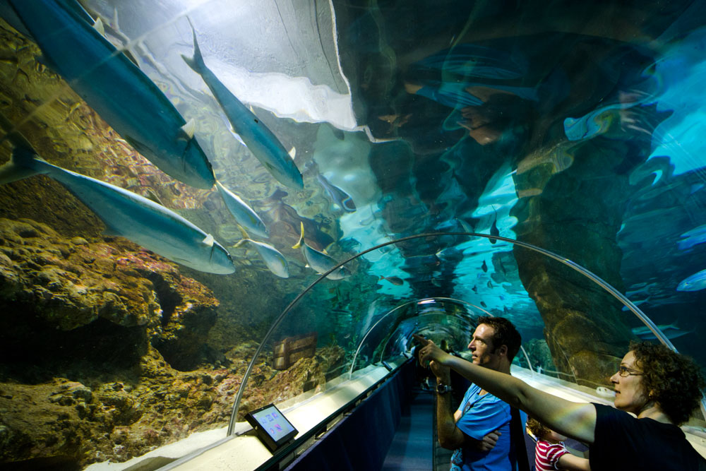 Fun Things to do in Auckland: SEA LIFE Aquarium