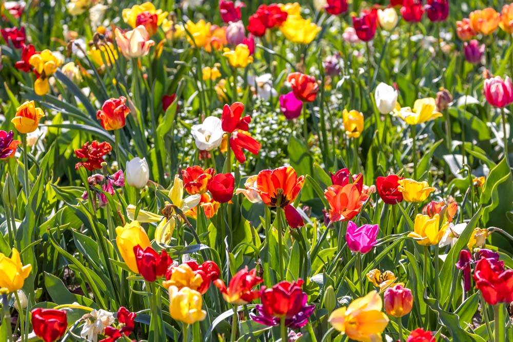 Must do things in Michigan: Tulip Time