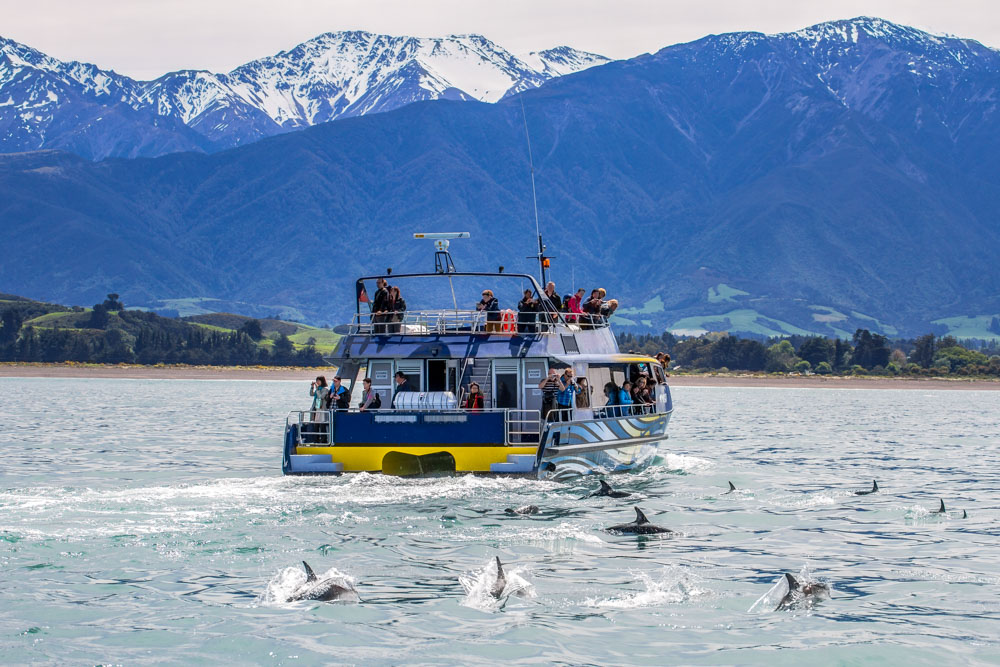 What to do in Auckland: Whale Watching In The Hauraki Gulf