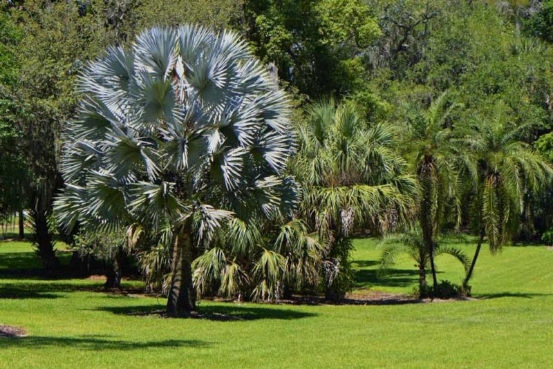 What to do in Sarasota: Marie Selby Botanical Gardens