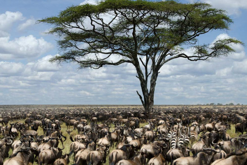 Best Countries to Visit in June to Avoid Crowds: Serengeti National Park, Tanzania
