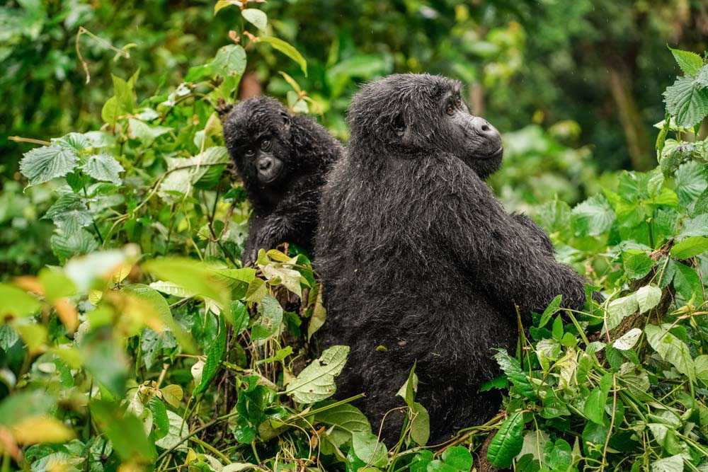 Best Countries to Visit in June to Avoid Crowds: Virunga Mountains, Rwanda and Uganda