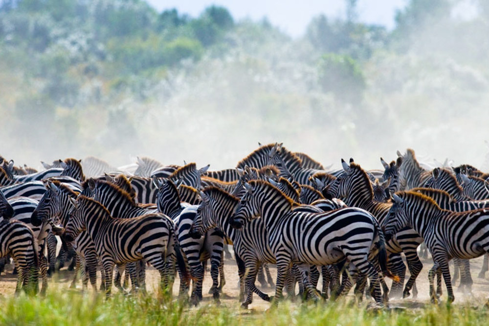 Best Countries to Visit in June to Escape Crowds: Serengeti National Park, Tanzania