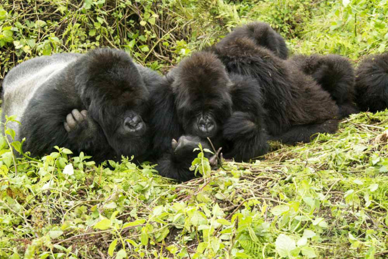 Best Countries to Visit in June to Escape Crowds: Virunga Mountains, Rwanda and Uganda