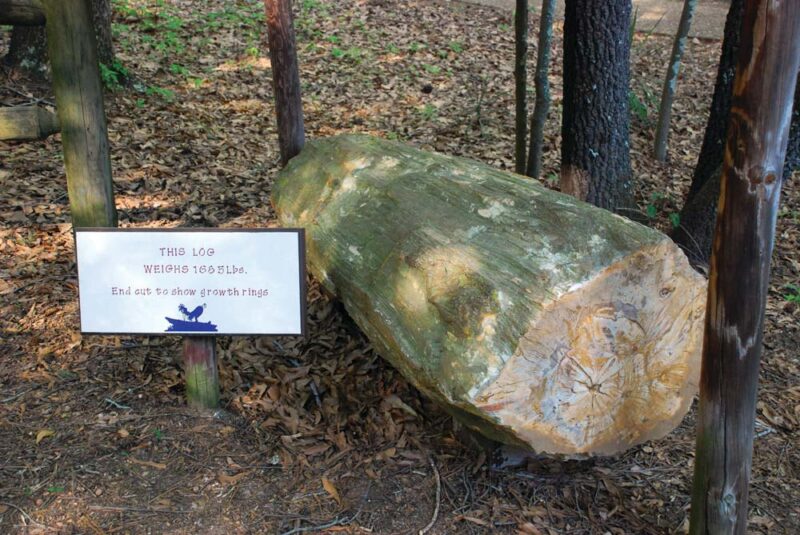 Best Things to do in Mississippi: Mississippi Petrified Forest