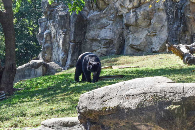 Best Things to do in Washington, DC: National Zoo