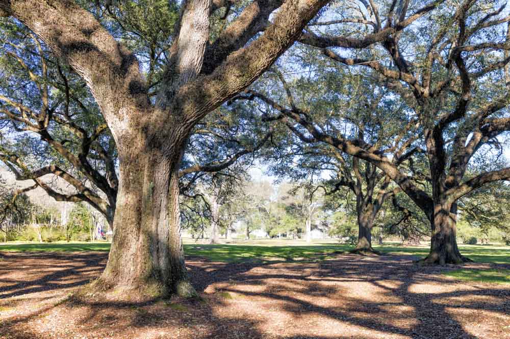 Best Tours to Book in New Orleans: Oak Alley Plantation