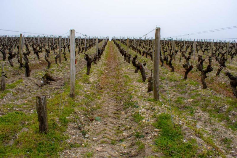 Bordeaux Things to do: 1855 Médoc Wineries