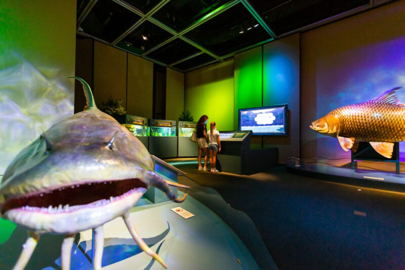 Must Do Things in Mississippi: Museum of Natural Science