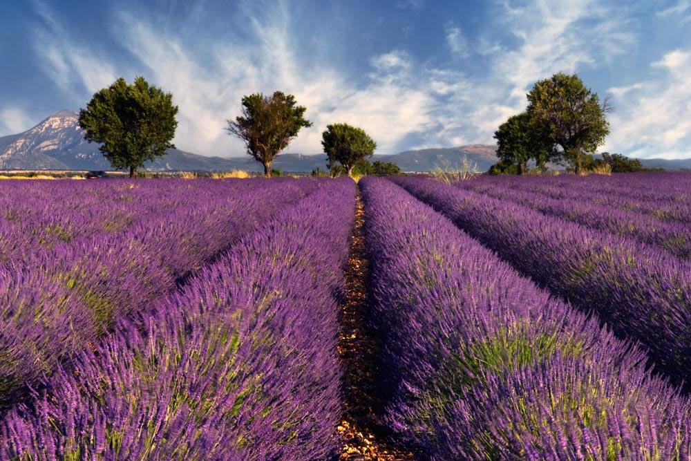 Must Visit Countries with Fewer Tourists in June: Provence Lavender Fields, France